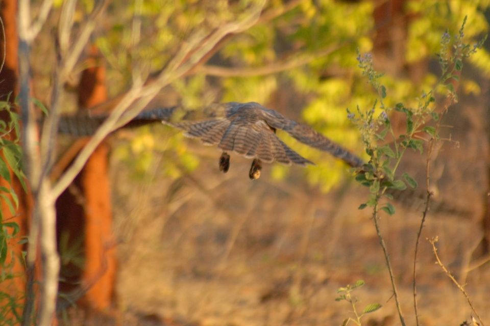 Red Goshawk (Erythrotriorchis radiatus)